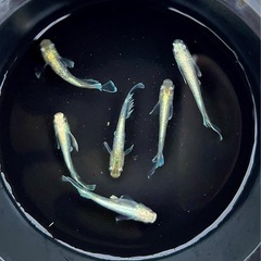 エメキン③の画像
