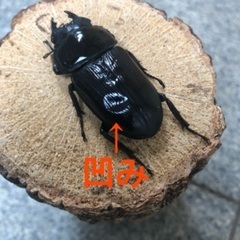 【訳あり】能勢YG血統 国産オオクワガタ 新成虫ペア（オス76.7㎜・メス48.3㎜）の画像