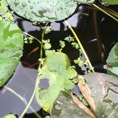 メダカ水草セットの画像