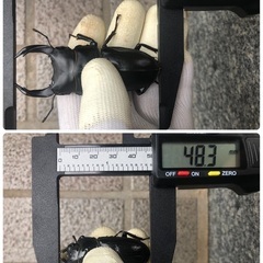 【訳あり】能勢YG血統 国産オオクワガタ 新成虫ペア（オス76.7㎜・メス48.3㎜）の画像