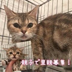 【商談中】親子で募集します！
