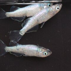 改良メダカ　ゴブリン　幼魚　10匹の画像