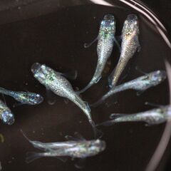 改良メダカ　ゴブリン　幼魚　10匹の画像