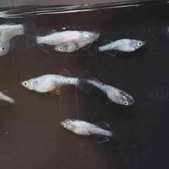 改良メダカ　ゴブリン　幼魚　10匹の画像