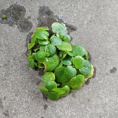 お話中もらって下さい雑種メダカと水草の画像