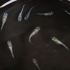 改良メダカ　夜桜ブルー　幼魚　10匹の画像