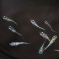改良メダカ　夜桜ブルー　幼魚　10匹の画像