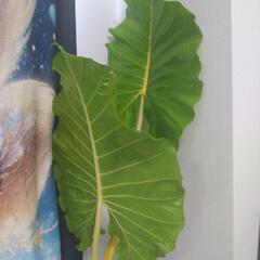 超希少観葉植物の画像