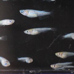 改良メダカ　夜桜ブルー　幼魚　10匹の画像