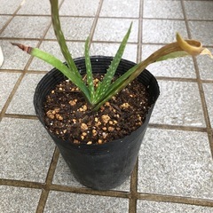 キダチアロエ・アロエベラのセット(8月末までの価格です)の画像