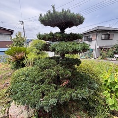 ゴヨウマツ　庭木の画像
