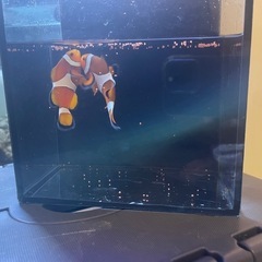 カクレクマノミ ペア の画像