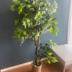 フェイク観葉植物の画像