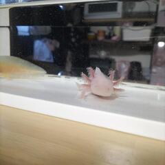 ✨ウーパールーパー2匹✨の画像