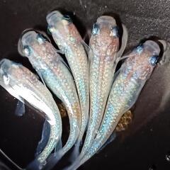 【ダユメダカ】ピンクサファイア　オス2メス3　メス３匹共にブリブリ産卵中！青ラメの画像