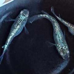 サボテン　メダカ　5匹の画像