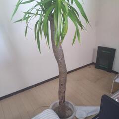 観葉植物大の画像