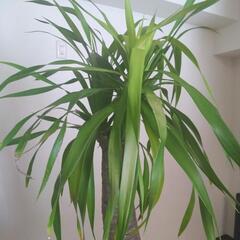観葉植物大の画像