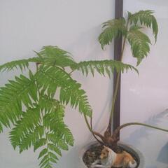 観葉植物の画像