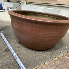 睡蓮鉢　メダカ鉢にもの画像