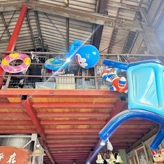 早いもん勝ち！プール、浮き輪など、本日限定無料！の画像