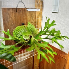 ビカクシダ リドレイ ポット苗の画像
