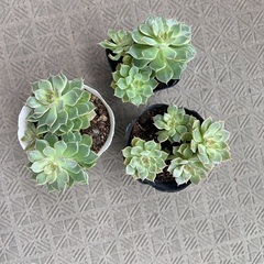 多肉植物　七福神　8/12撮影したの画像