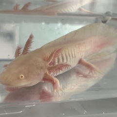 ウーパールーパー【ゴールデン】の画像