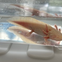 ウーパールーパー【ゴールデン】の画像