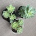 ランキングキーワードに紐づく投稿画像-多肉植物