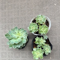 多肉植物　七福神　8/12撮影したの画像