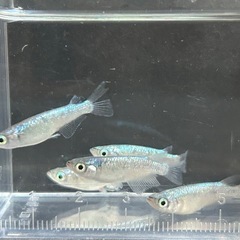 メダカ ネプチューン5匹 の画像