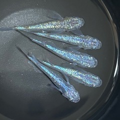 メダカ ネプチューン5匹 の画像