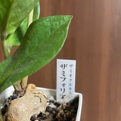 ザミフオリアの画像