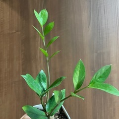 ザミフオリアの画像
