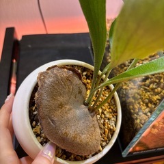 植物　ビカクシダ　コウモリラン　の画像