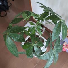 パキラ（ねじり）の画像