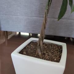 パキラ（ねじり）の画像