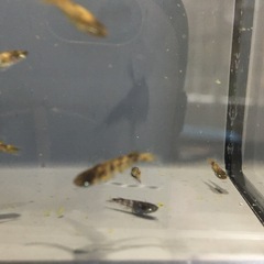 メダカ金閣めだかの画像