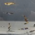ランキングキーワードに紐づく投稿画像-メダカ