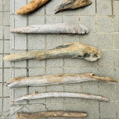 【一点もの】存在感抜群！【天然流木】オブジェにもなる大型流木と流木アソートセットの画像