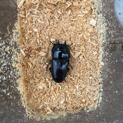 オオクワガタ　ペアの画像