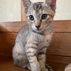 子猫の里親募集しております。