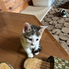 里親募集　6月生まれ子猫　二匹 − 広島県