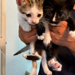 里親募集　6月生まれ子猫　二匹 - 里親募集