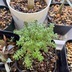 ランキングキーワードに紐づく投稿画像-観葉植物