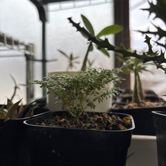 ミクロフィラ　コゴメミズ　小米水　二年草　観葉植物　塊根植物　多肉植物　ビザールプランツ　レアプランツ　ガーデニング　植物　グリーン　趣味　盆栽　葉　花　庭　草　インテリア　おしゃれ　飾り　園芸　の画像