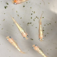 めだかピンクサファイアメダカの画像