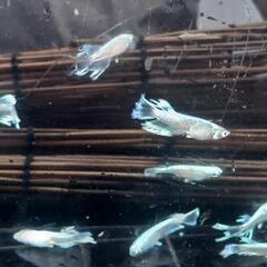エルビスメダカ メス6匹 オス4匹 計10匹 フルプラチナボディめだかの画像