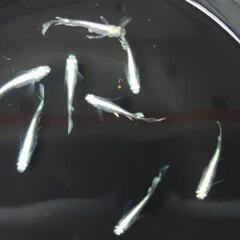 エルビスメダカ メス6匹 オス4匹 計10匹 フルプラチナボディめだかの画像